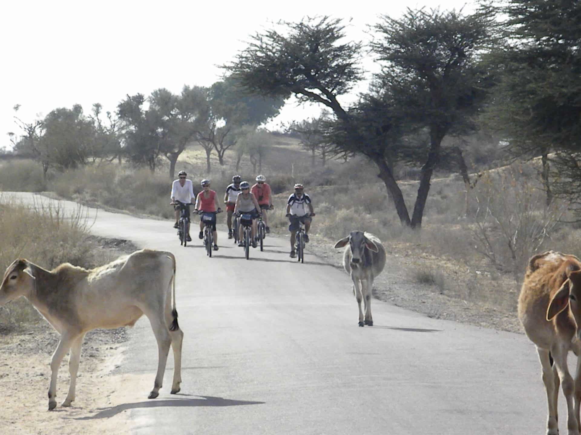 Mit dem Fahrrad durch Rajasthan