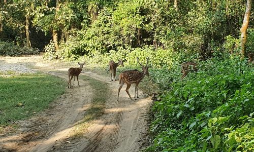 Nepal: Nationalpark Chitwan : Axishirsche