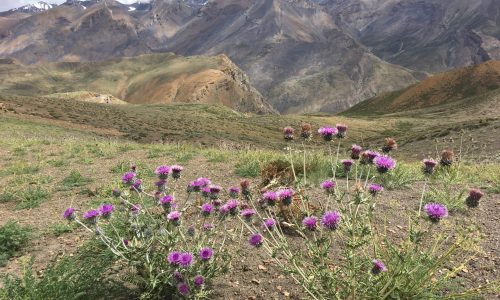 Landschaft bei Komic | Spiti