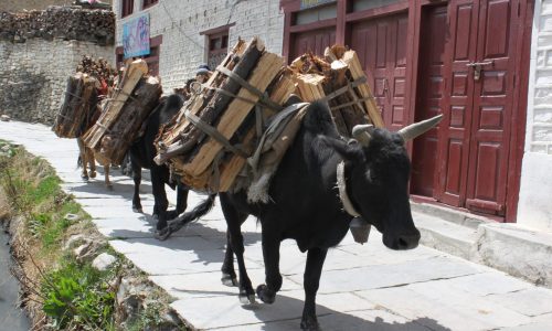 Nepal, Annapurna, Yaks bei Marpha