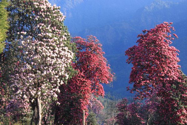 Rhododendronblüte im Annapurna-Gebiet