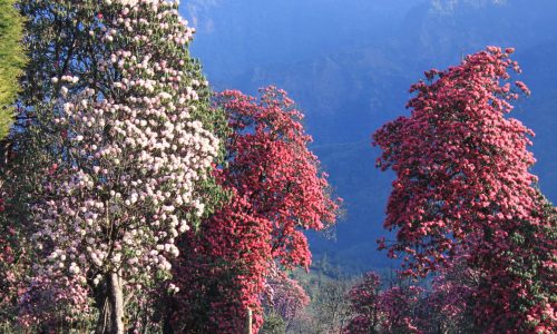 Rhododendronblüte im Annapurna-Gebiet