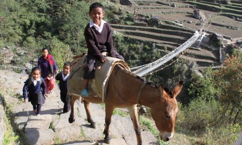 Nepal | Mit dem Muli zur Schule