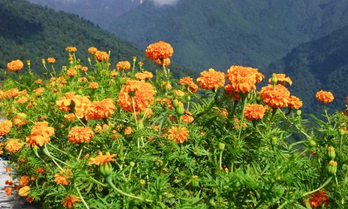 Mardi Himal 2024, Tebuckhorst (8)