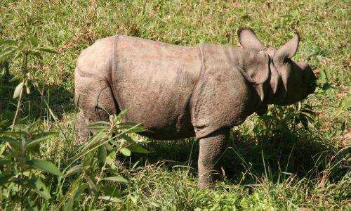 Nepal: Chitwan- Nationalpark im Terai, Panzernashorn
