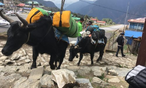 Nepal, Everest-Gebiet,Yak-Transport in Lukla
