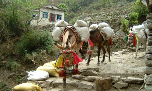 Annapurna Runde (T109, T103), Warentransport auf dem Muli